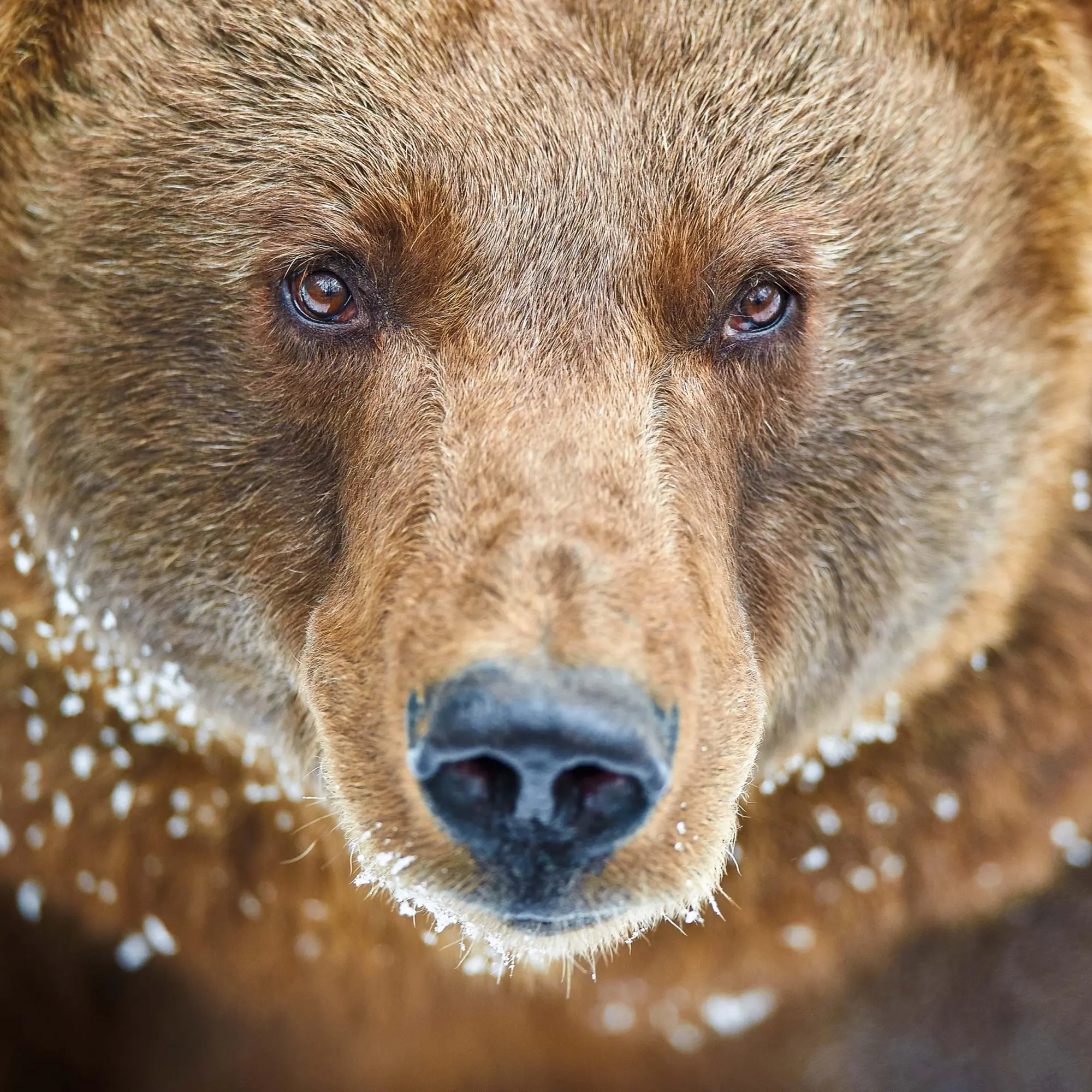 Bild: 9783959295314 | Bears 2026 | Kalender 2026 | Kalender | 28 S. | Englisch | 2026