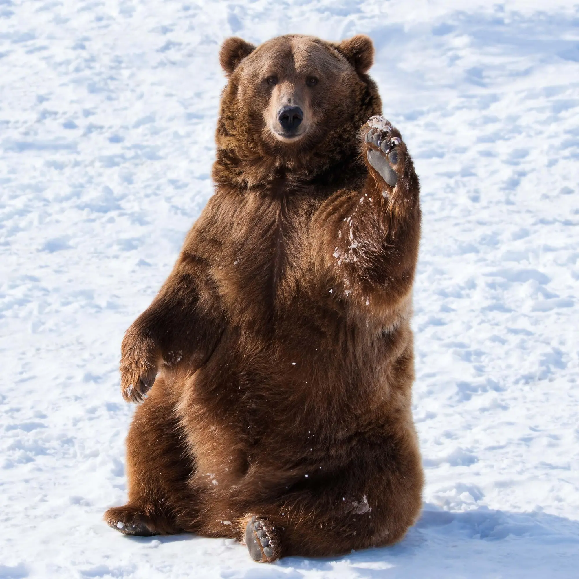 Bild: 9783959295314 | Bears 2026 | Kalender 2026 | Kalender | 28 S. | Englisch | 2026