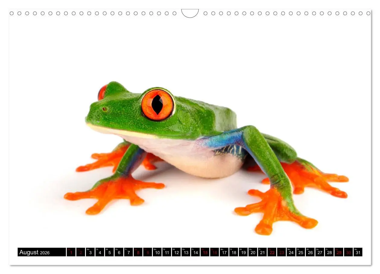 Bild: 9783457875414 | Farbenpracht der Frösche (Wandkalender 2026 DIN A3 quer), CALVENDO...