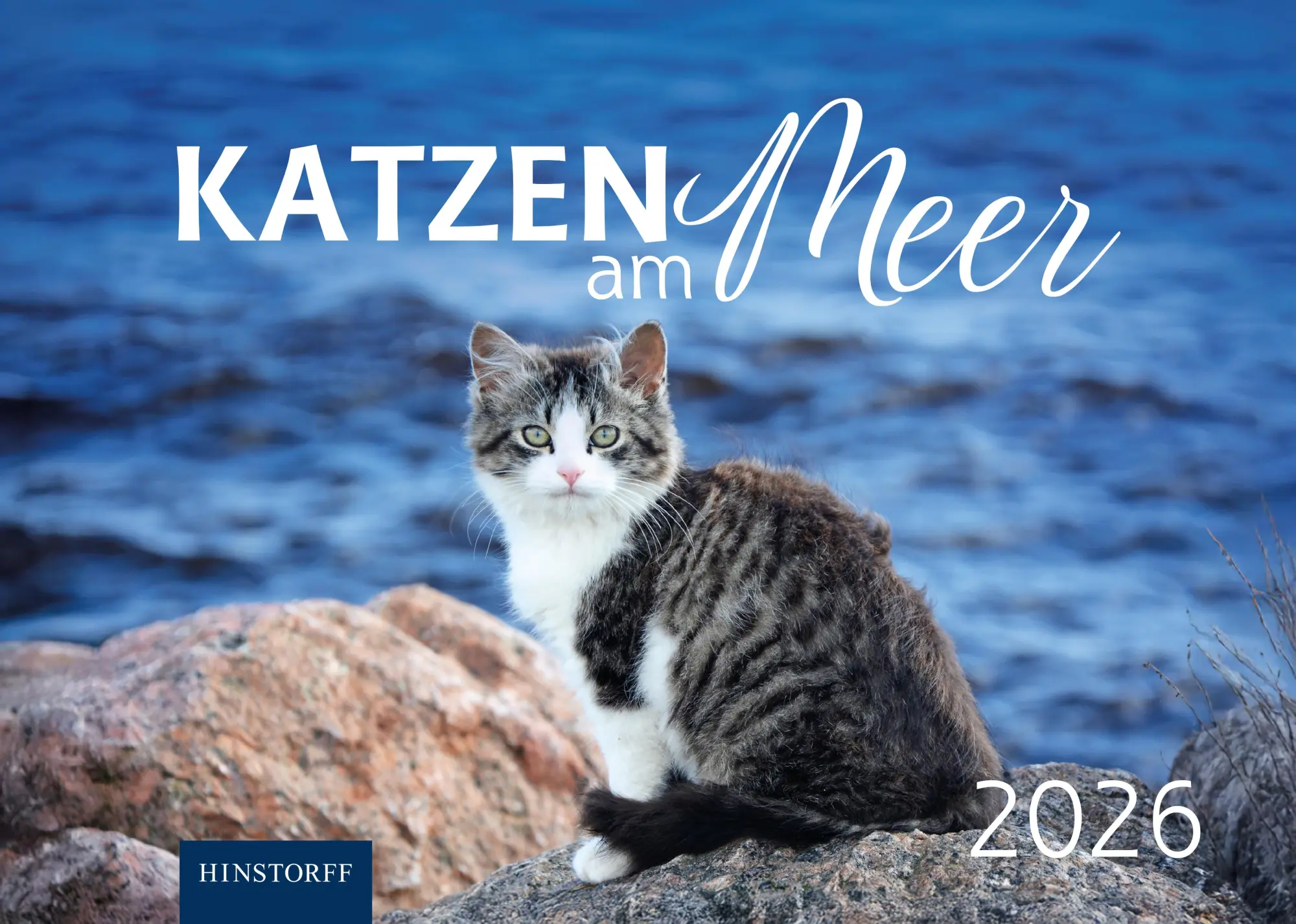 Cover: 9783356025514 | Katzen am Meer 2026 | Eva Maria Buchholz | Kalender | Deutsch | 2026