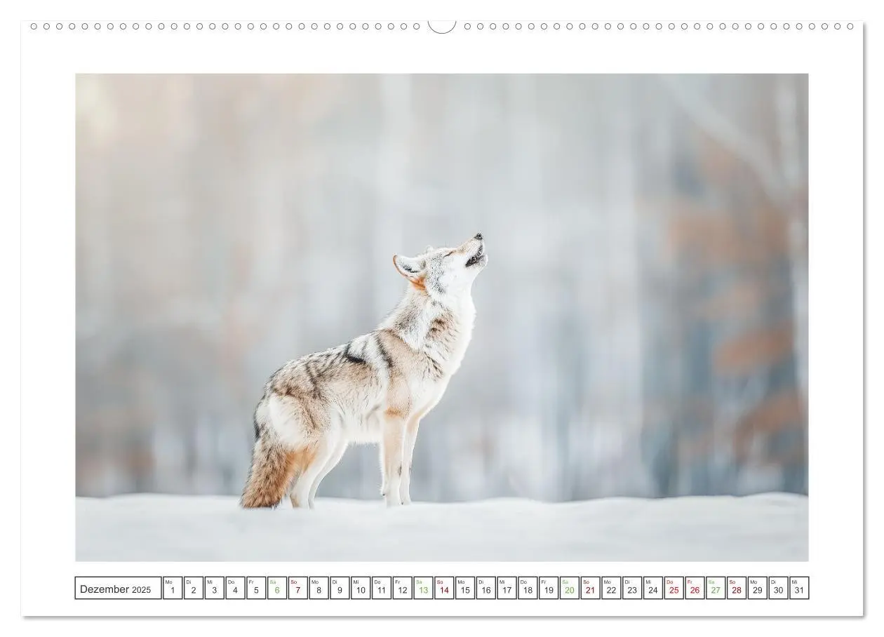 Bild: 9783457165614 | Naturparadies Wald (hochwertiger Premium Wandkalender 2025 DIN A2...