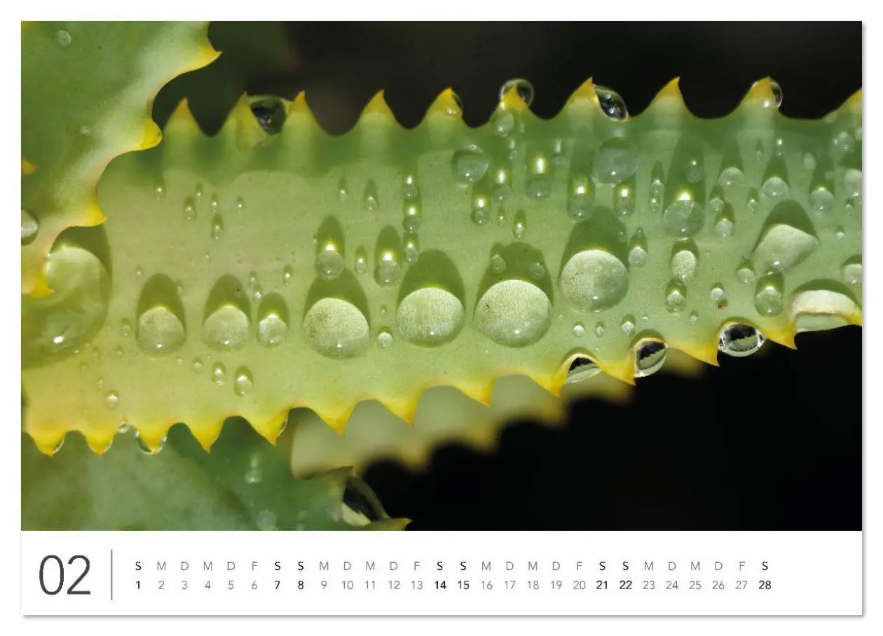 Bild: 9783516625714 | Südafrika Garden Route (Wandkalender 2026 DIN A2 quer), CALVENDO...