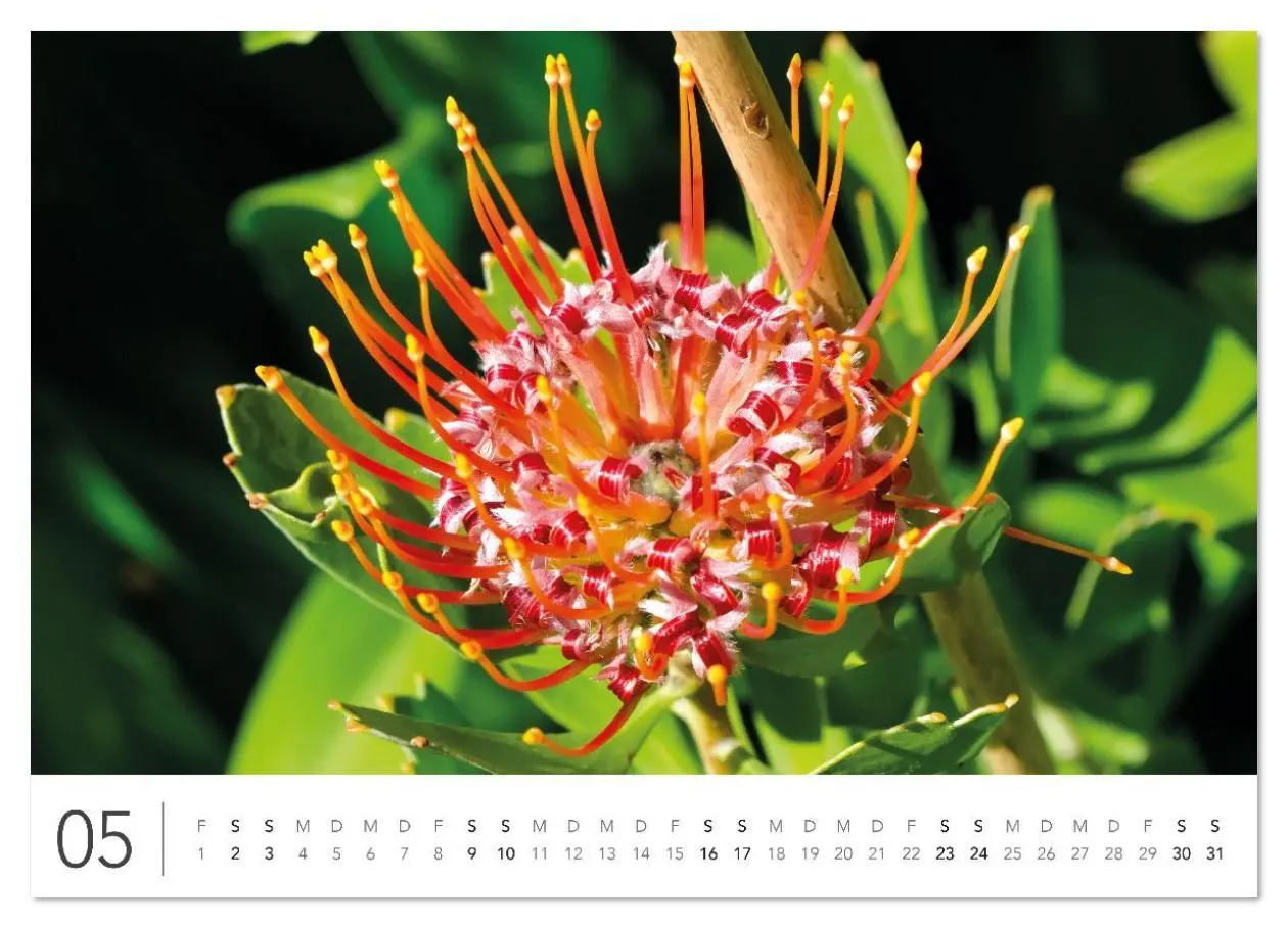 Bild: 9783516625714 | Südafrika Garden Route (Wandkalender 2026 DIN A2 quer), CALVENDO...