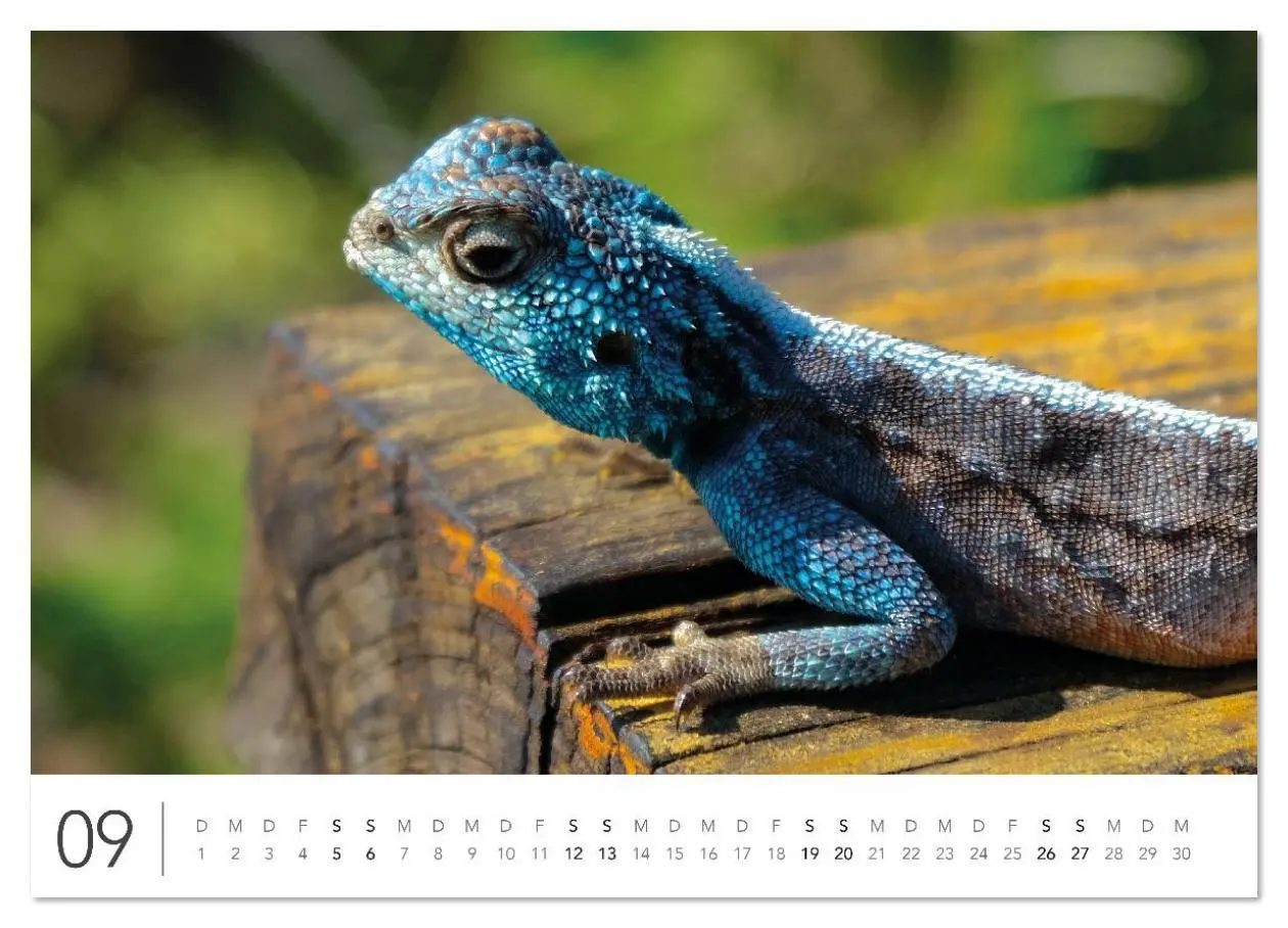 Bild: 9783516625714 | Südafrika Garden Route (Wandkalender 2026 DIN A2 quer), CALVENDO...