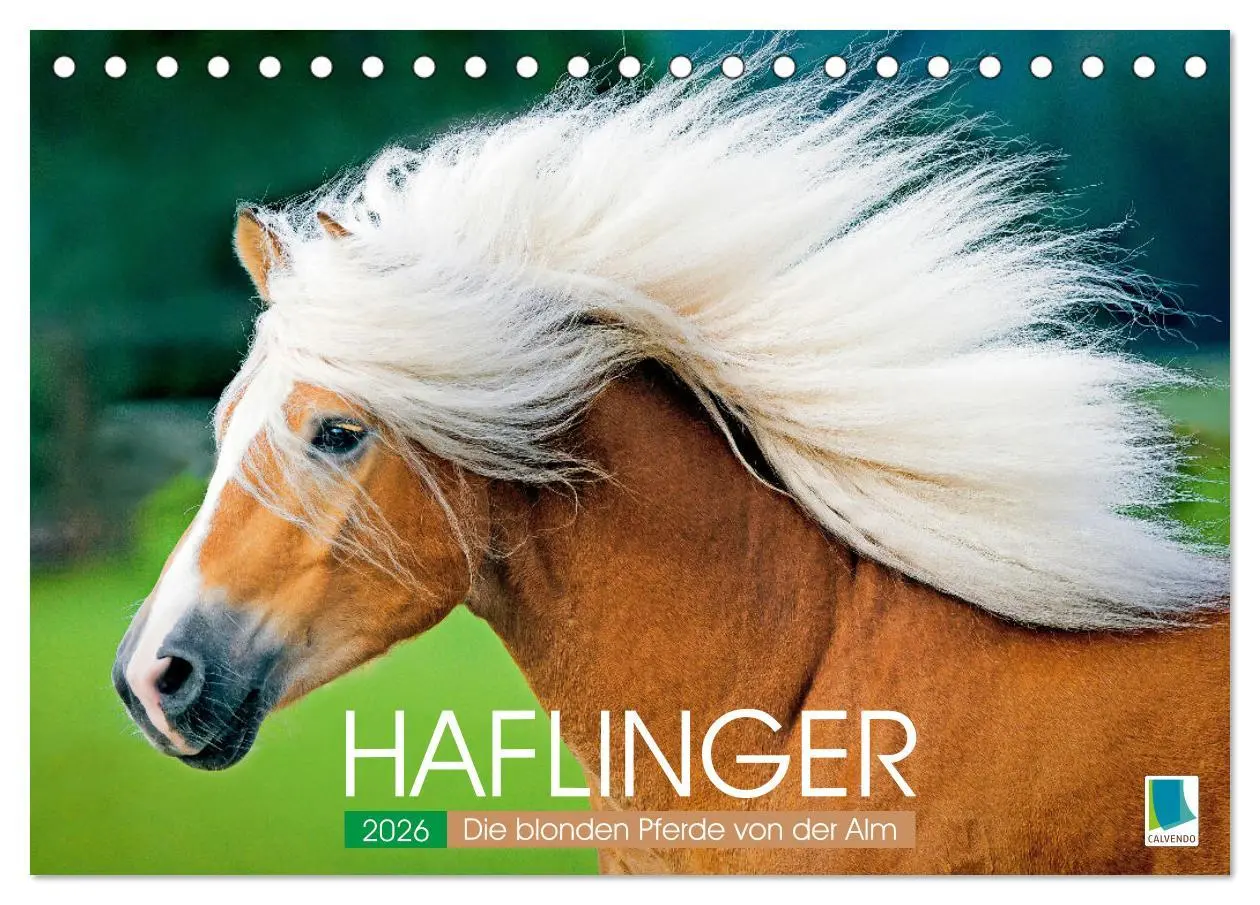 Cover: 9783457266014 | Haflinger: Die blonden Pferde von der Alm (Tischkalender 2026 DIN...