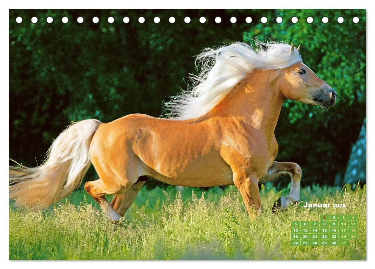 Bild: 9783457266014 | Haflinger: Die blonden Pferde von der Alm (Tischkalender 2026 DIN...
