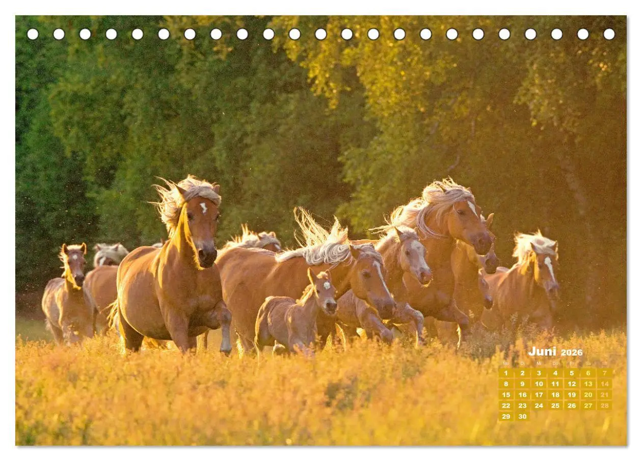 Bild: 9783457266014 | Haflinger: Die blonden Pferde von der Alm (Tischkalender 2026 DIN...