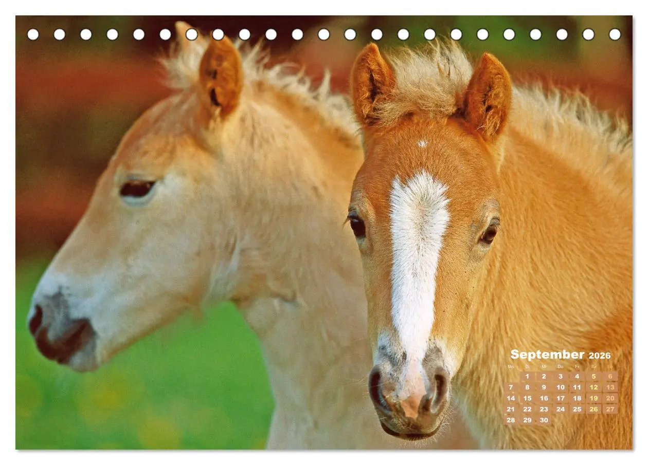 Bild: 9783457266014 | Haflinger: Die blonden Pferde von der Alm (Tischkalender 2026 DIN...