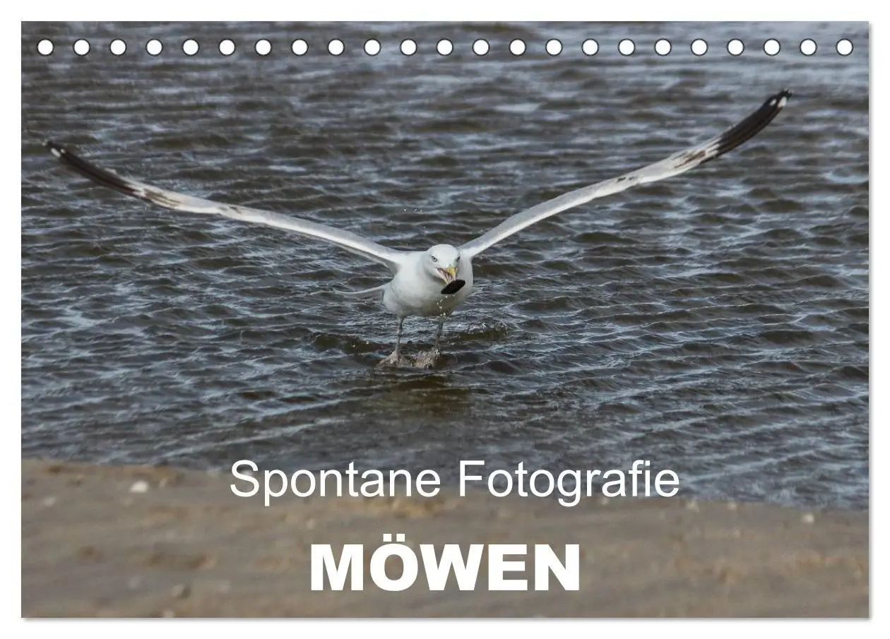 Cover: 9783516116014 | Spontane Fotografie - Möwen (Tischkalender 2026 DIN A5 quer),...