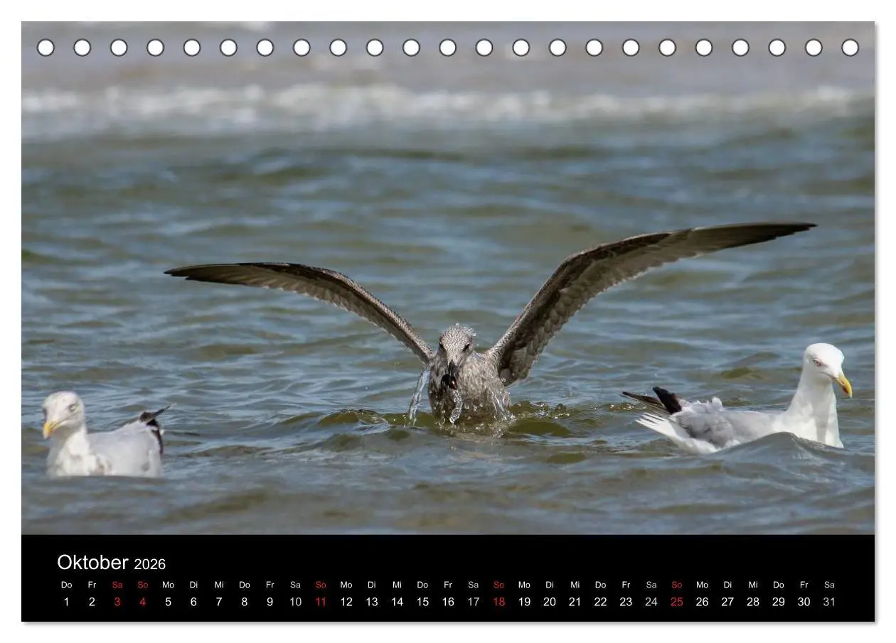 Bild: 9783516116014 | Spontane Fotografie - Möwen (Tischkalender 2026 DIN A5 quer),...