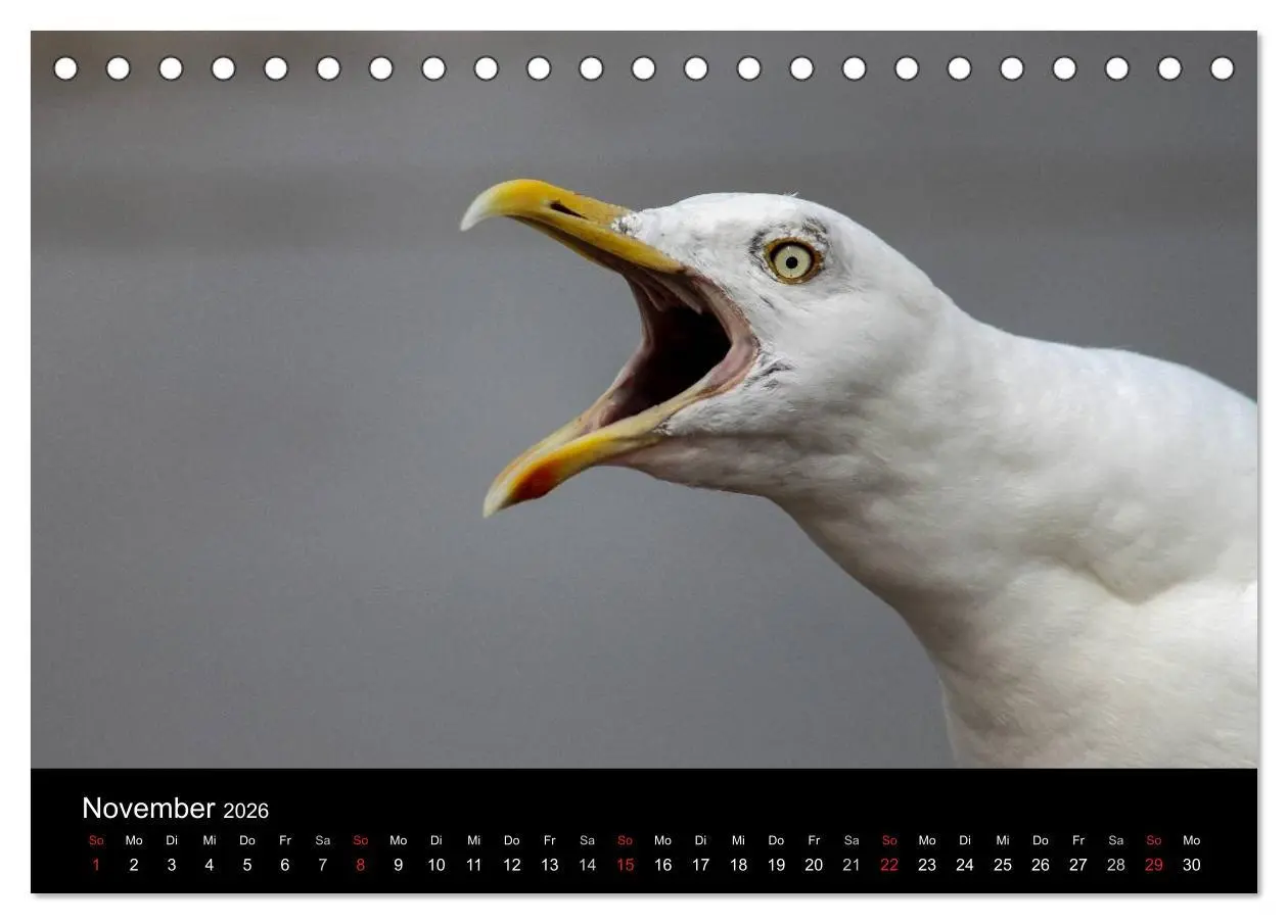 Bild: 9783516116014 | Spontane Fotografie - Möwen (Tischkalender 2026 DIN A5 quer),...