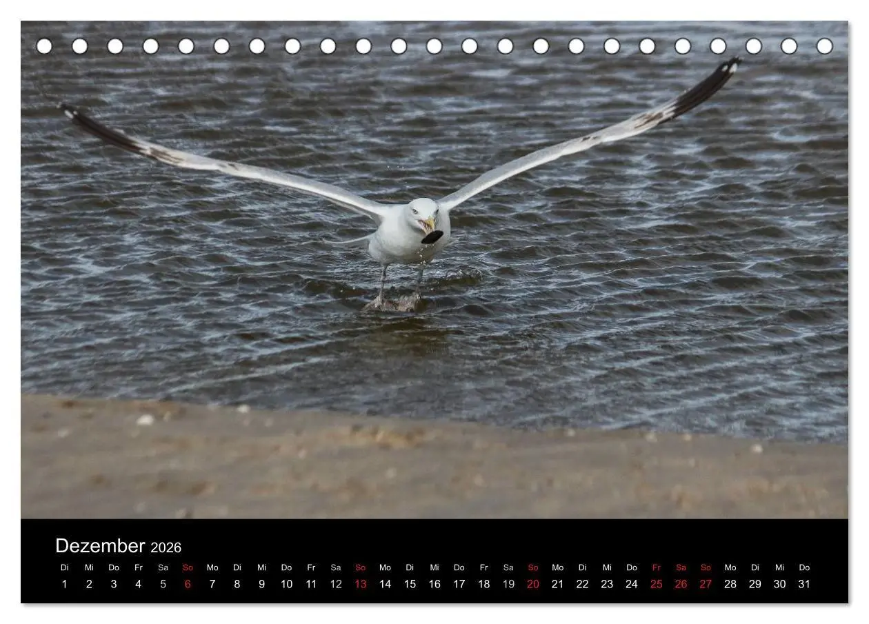 Bild: 9783516116014 | Spontane Fotografie - Möwen (Tischkalender 2026 DIN A5 quer),...