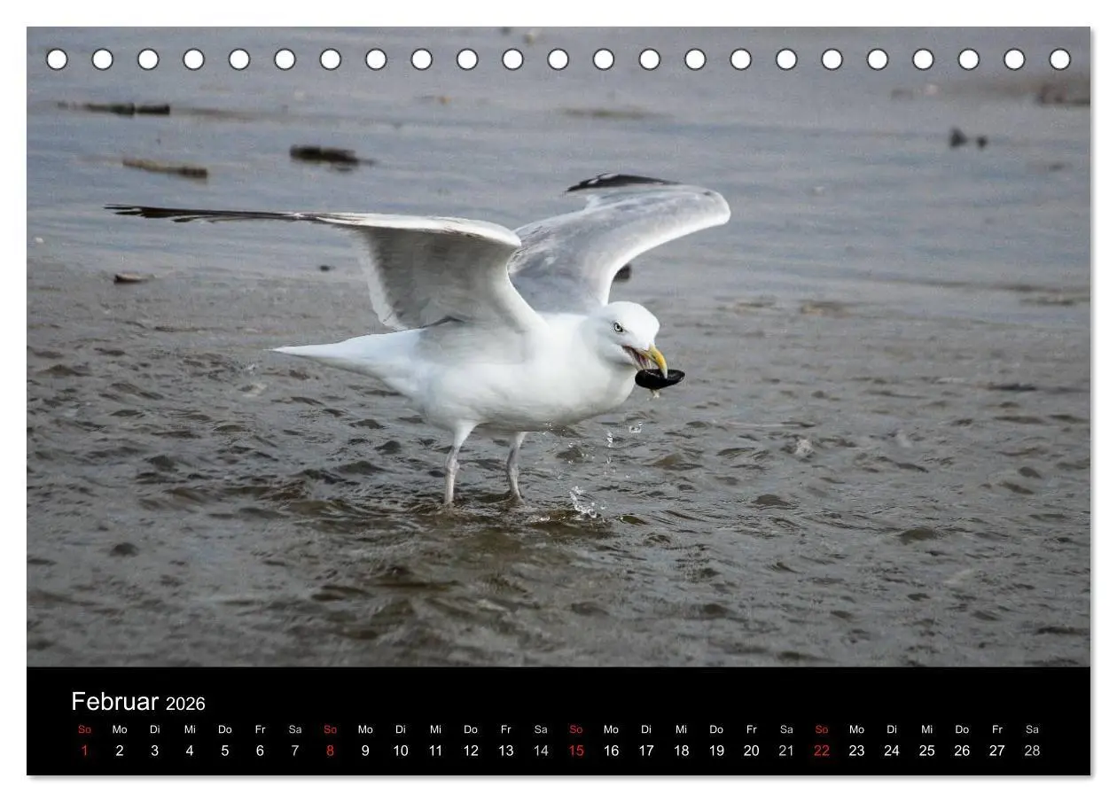 Bild: 9783516116014 | Spontane Fotografie - Möwen (Tischkalender 2026 DIN A5 quer),...