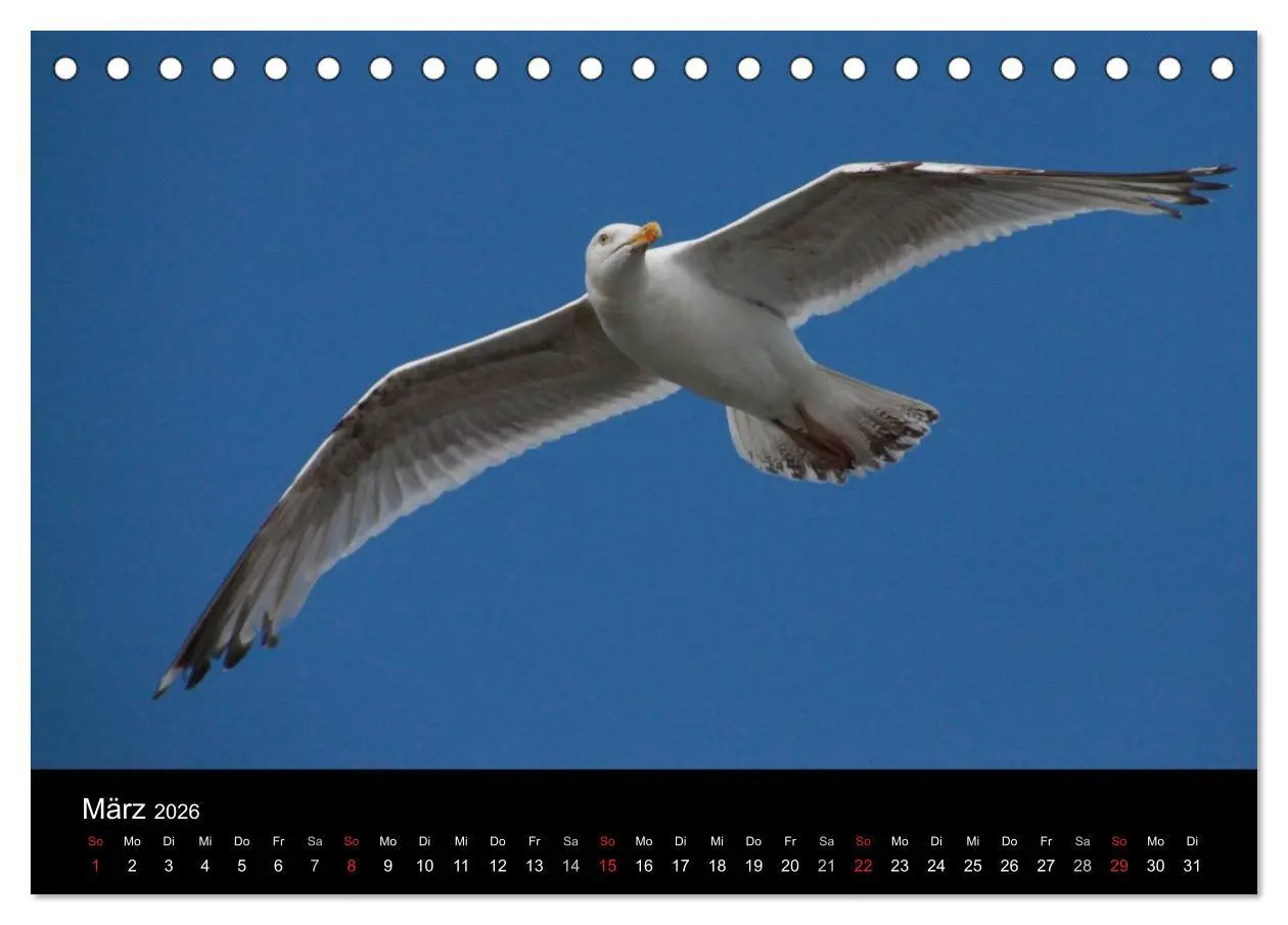 Bild: 9783516116014 | Spontane Fotografie - Möwen (Tischkalender 2026 DIN A5 quer),...