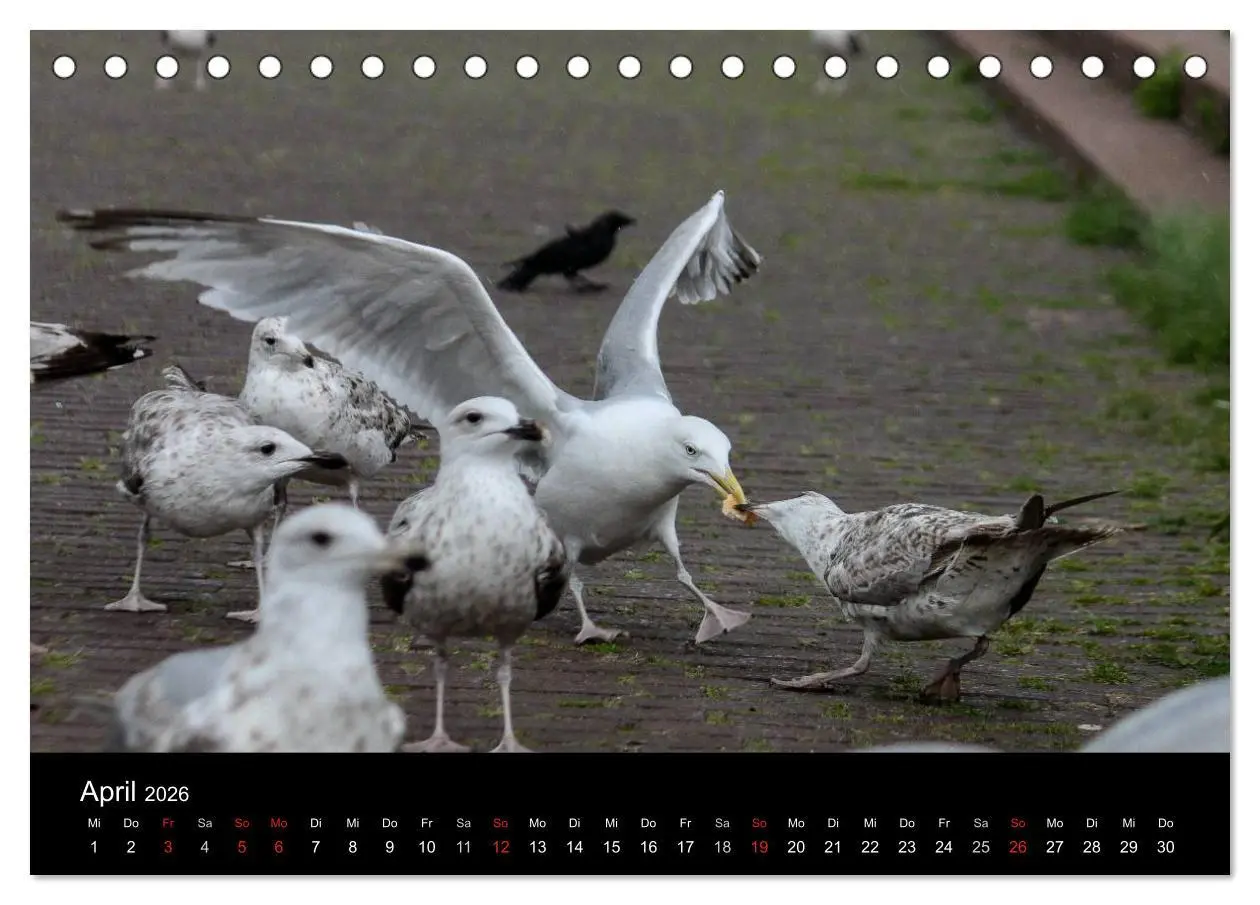 Bild: 9783516116014 | Spontane Fotografie - Möwen (Tischkalender 2026 DIN A5 quer),...