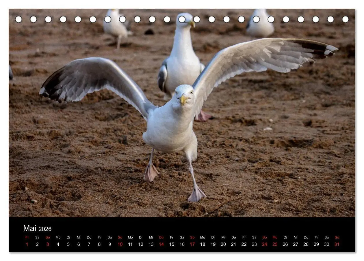 Bild: 9783516116014 | Spontane Fotografie - Möwen (Tischkalender 2026 DIN A5 quer),...