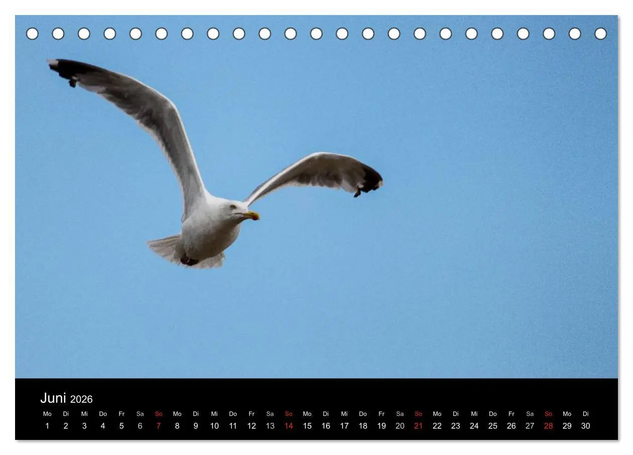 Bild: 9783516116014 | Spontane Fotografie - Möwen (Tischkalender 2026 DIN A5 quer),...