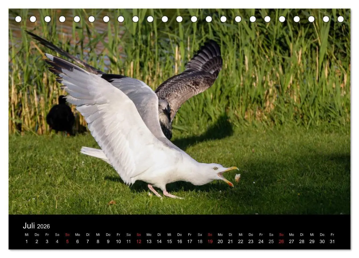 Bild: 9783516116014 | Spontane Fotografie - Möwen (Tischkalender 2026 DIN A5 quer),...
