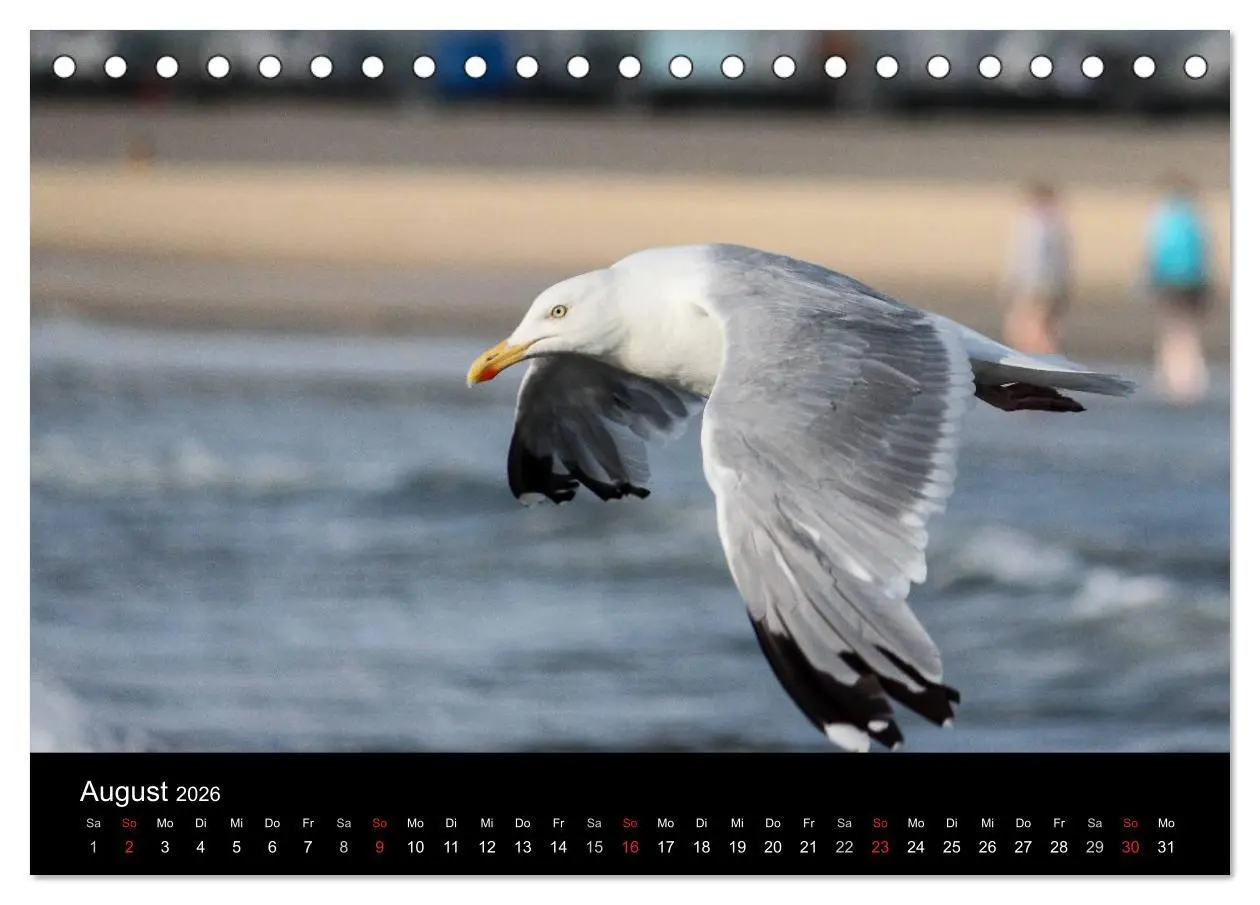 Bild: 9783516116014 | Spontane Fotografie - Möwen (Tischkalender 2026 DIN A5 quer),...