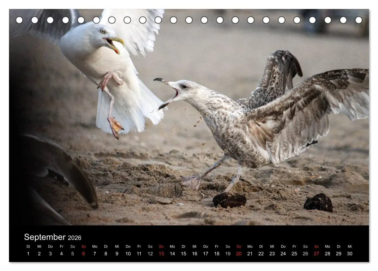 Bild: 9783516116014 | Spontane Fotografie - Möwen (Tischkalender 2026 DIN A5 quer),...