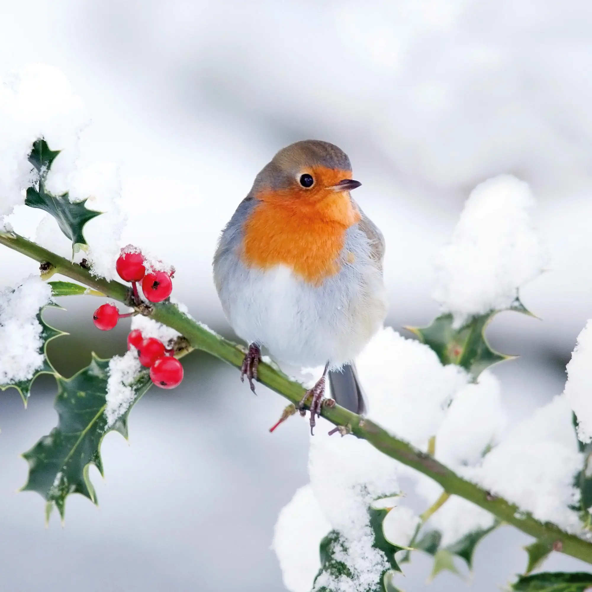 Bild: 9783959296014 | Heimische Vögel 2026 | Kalender 2026 | Kalender | Artwork Edition