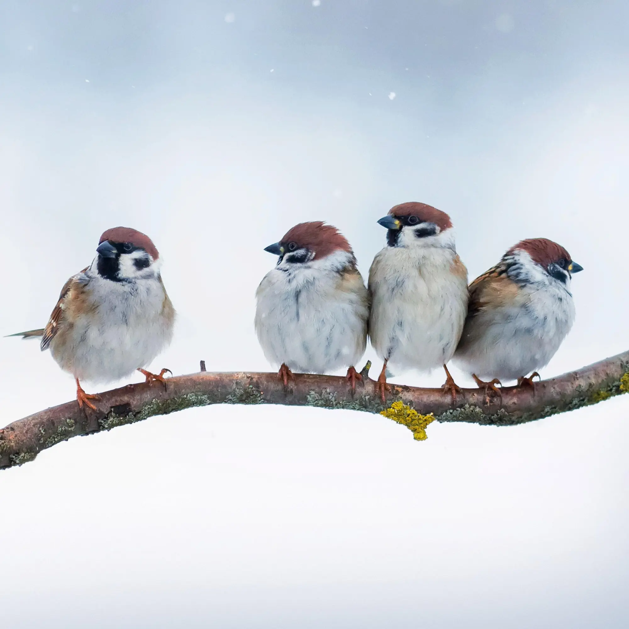 Bild: 9783959296014 | Heimische Vögel 2026 | Kalender 2026 | Kalender | Artwork Edition