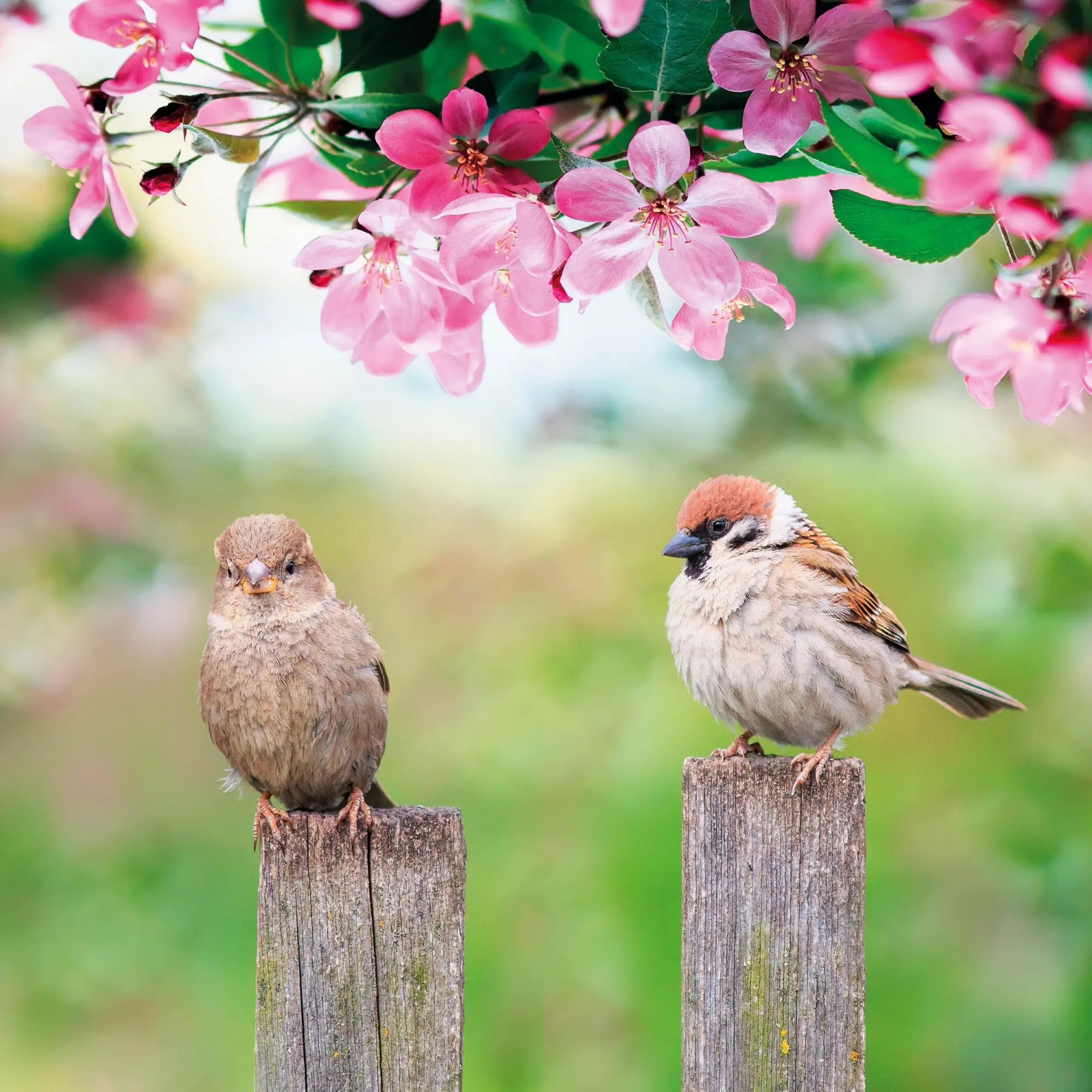 Bild: 9783959296014 | Heimische Vögel 2026 | Kalender 2026 | Kalender | Artwork Edition