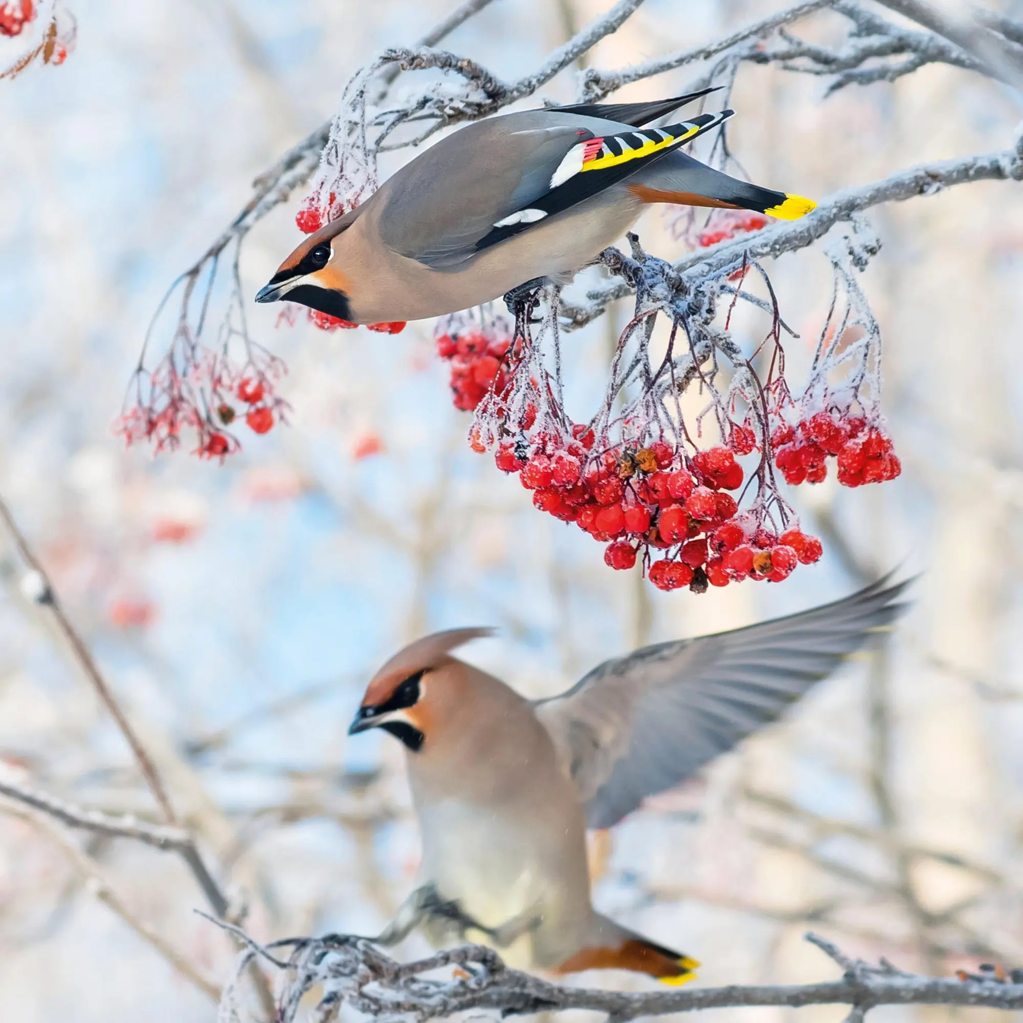 Bild: 9783959296014 | Heimische Vögel 2026 | Kalender 2026 | Kalender | Artwork Edition