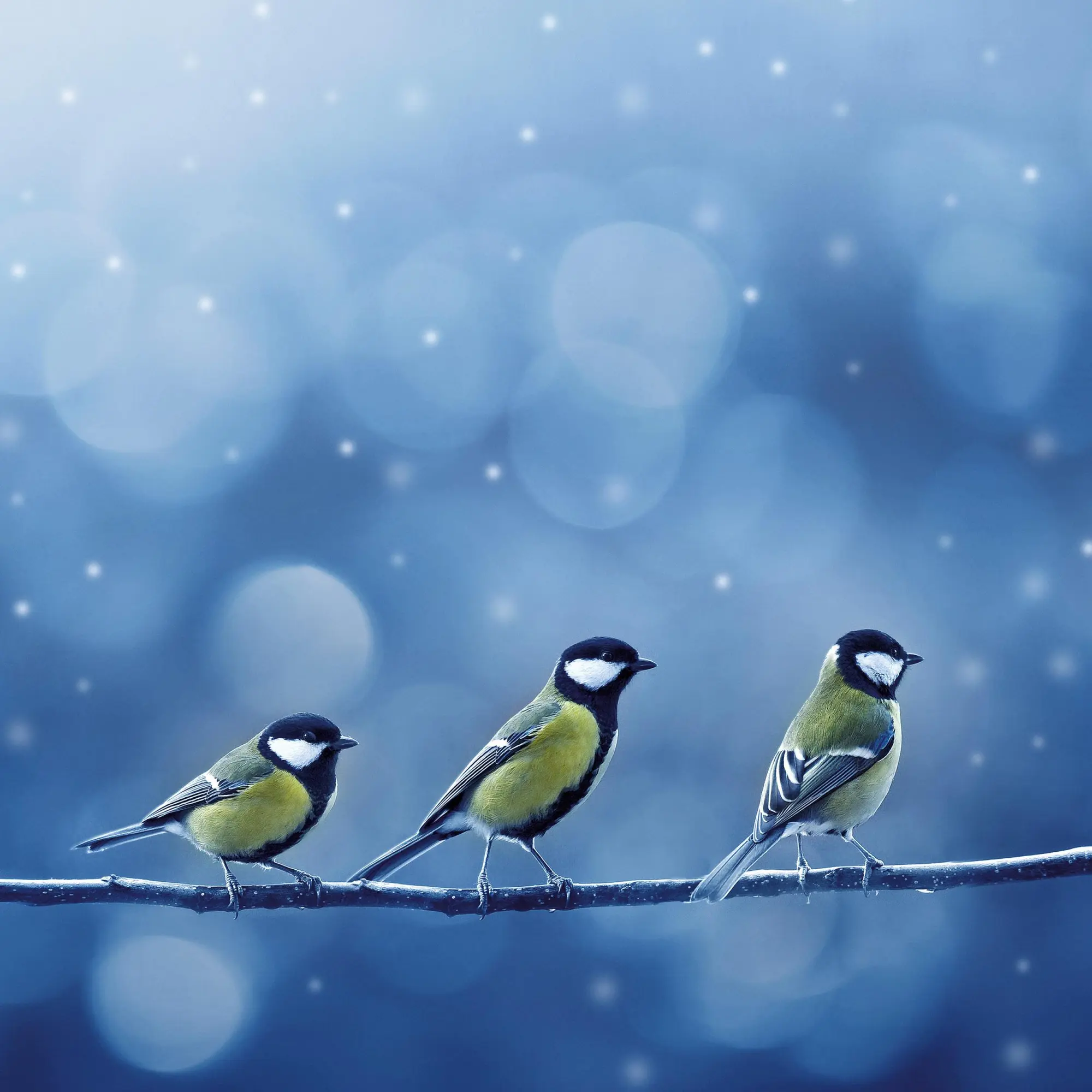 Bild: 9783959296014 | Heimische Vögel 2026 | Kalender 2026 | Kalender | Artwork Edition