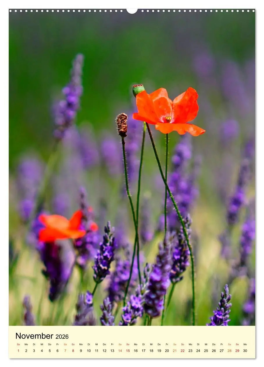 Bild: 9783516346114 | Provence Lavendel Paradies (Wandkalender 2026 DIN A2 hoch),...