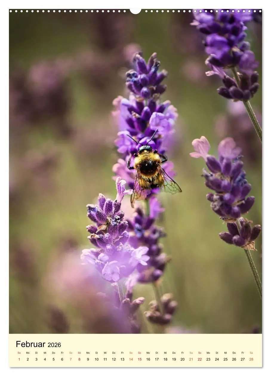 Bild: 9783516346114 | Provence Lavendel Paradies (Wandkalender 2026 DIN A2 hoch),...
