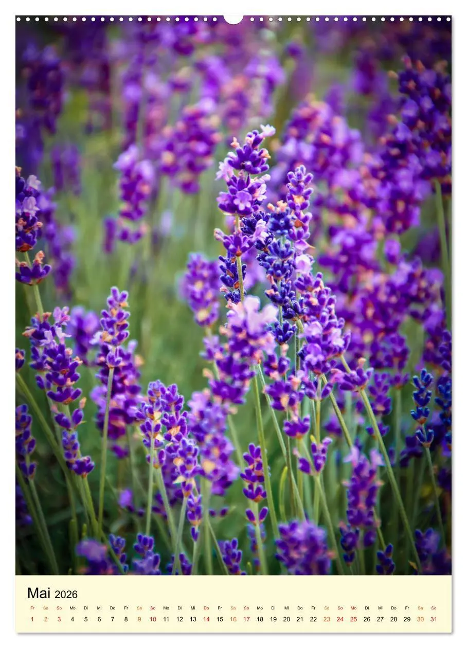 Bild: 9783516346114 | Provence Lavendel Paradies (Wandkalender 2026 DIN A2 hoch),...