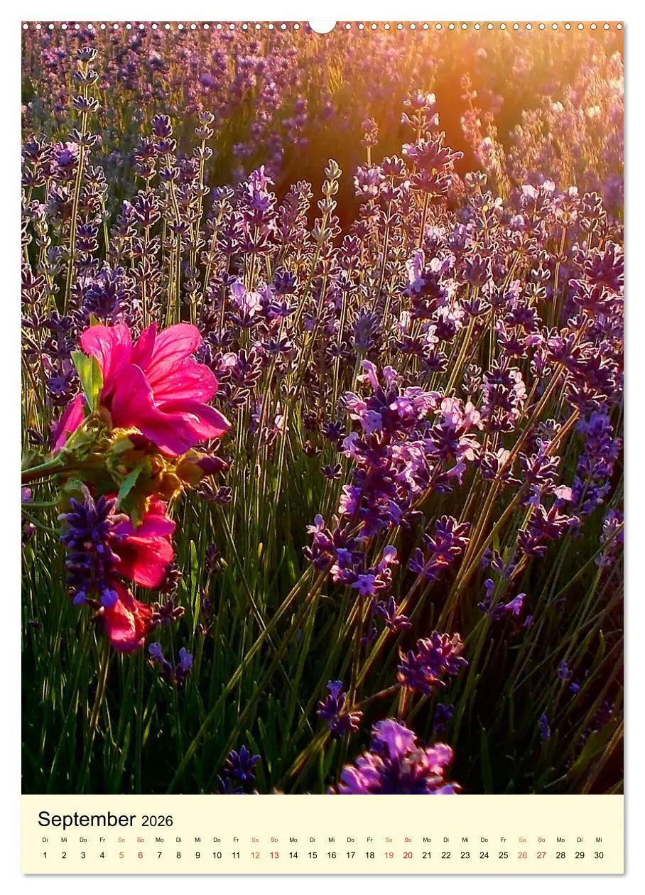 Bild: 9783516346114 | Provence Lavendel Paradies (Wandkalender 2026 DIN A2 hoch),...