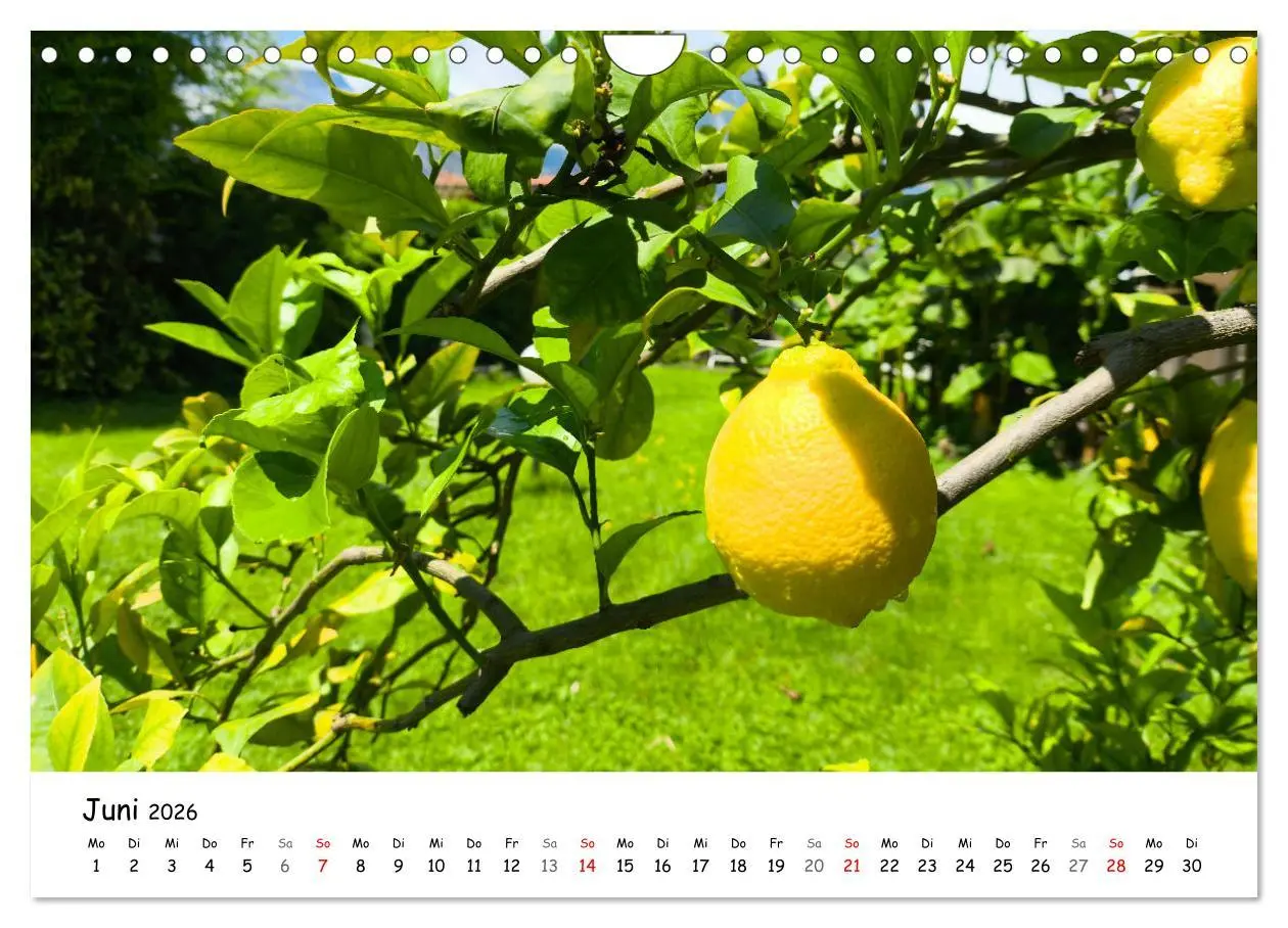 Bild: 9783457316214 | Limone sul Garda - Die Heimat der Zitrone am Gardasee (Wandkalender...