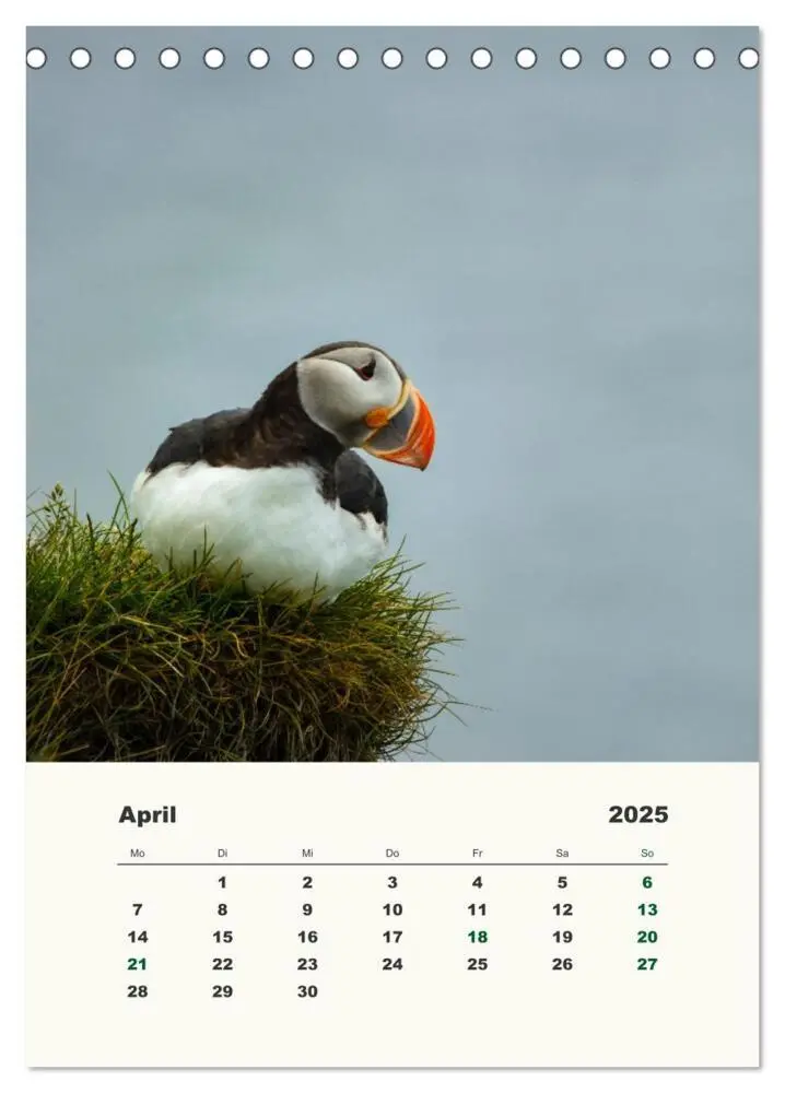 Bild: 9783435906314 | Papageientaucher in Island (Tischkalender 2025 DIN A5 hoch),...