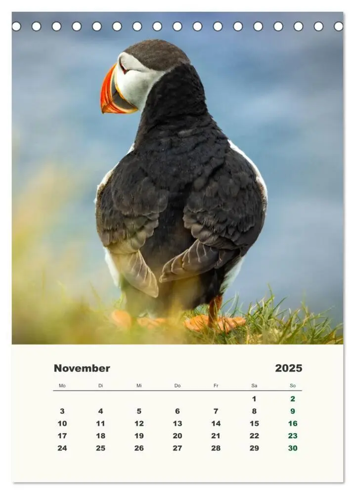 Bild: 9783435906314 | Papageientaucher in Island (Tischkalender 2025 DIN A5 hoch),...