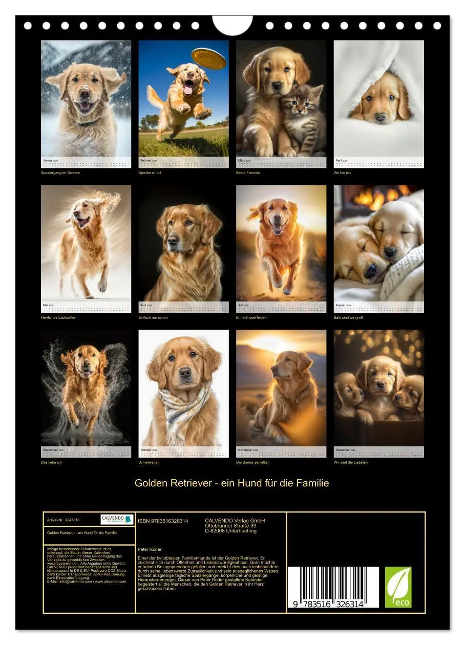 Bild: 9783516326314 | Golden Retriever - ein Hund für die Familie (Wandkalender 2026 DIN...