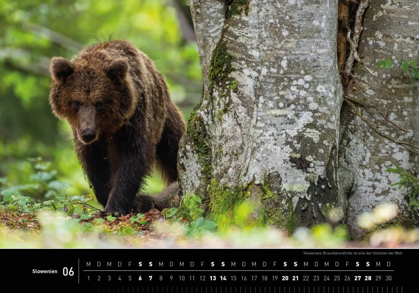 Bild: 9783968556314 | Slowenien Premiumkalender 2026 | Marc Graf (u. a.) | Kalender | 14 S.