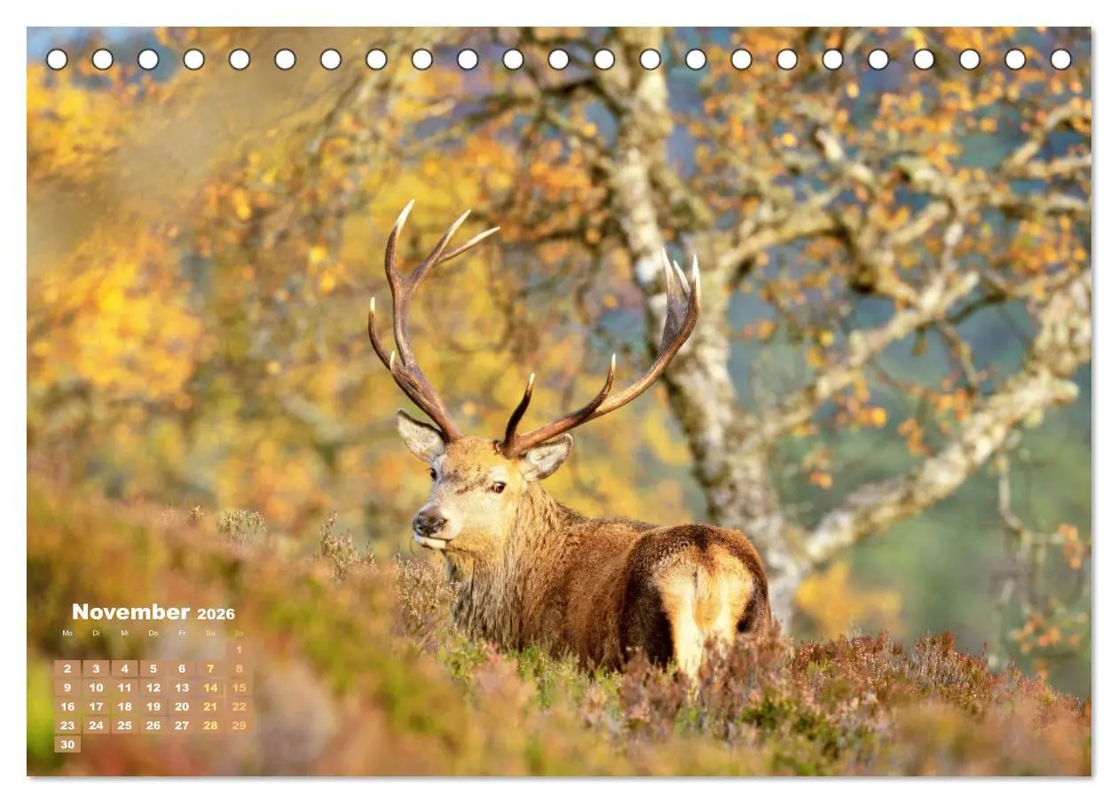 Bild: 9783457396414 | Naturschauspiele in Schottland (Tischkalender 2026 DIN A5 quer),...