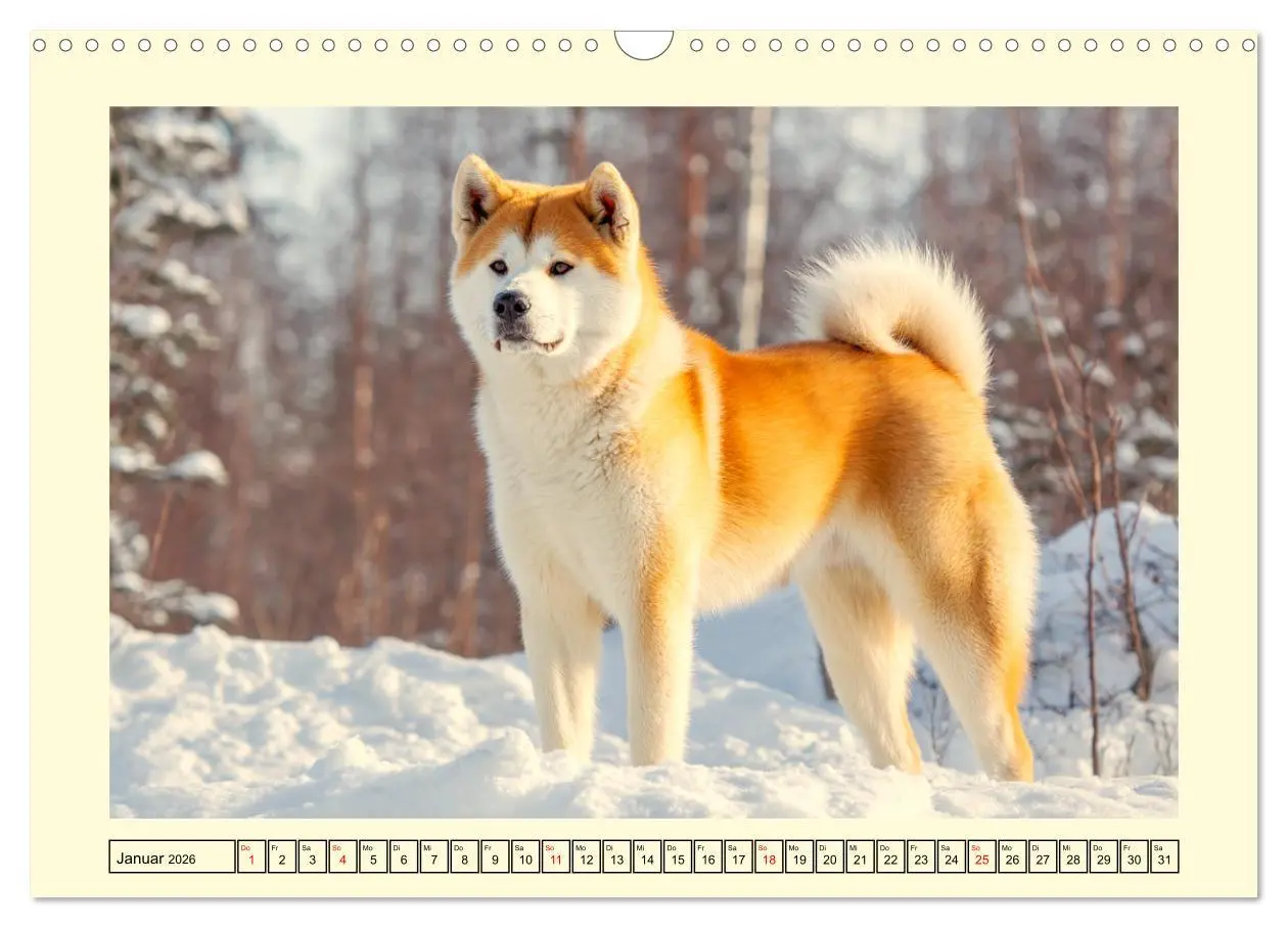 Bild: 9783457846414 | Akita Inu in der Natur. Japans edle und sanfte Schönheit...
