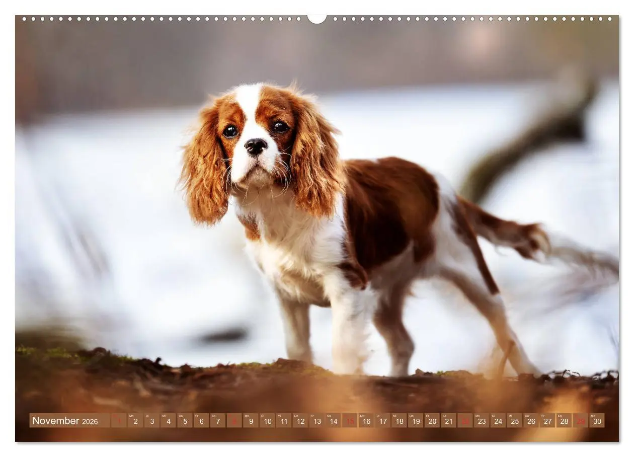 Bild: 9783457916414 | Der Welpenkalender - Cavalier King Charles Spaniel (Wandkalender...