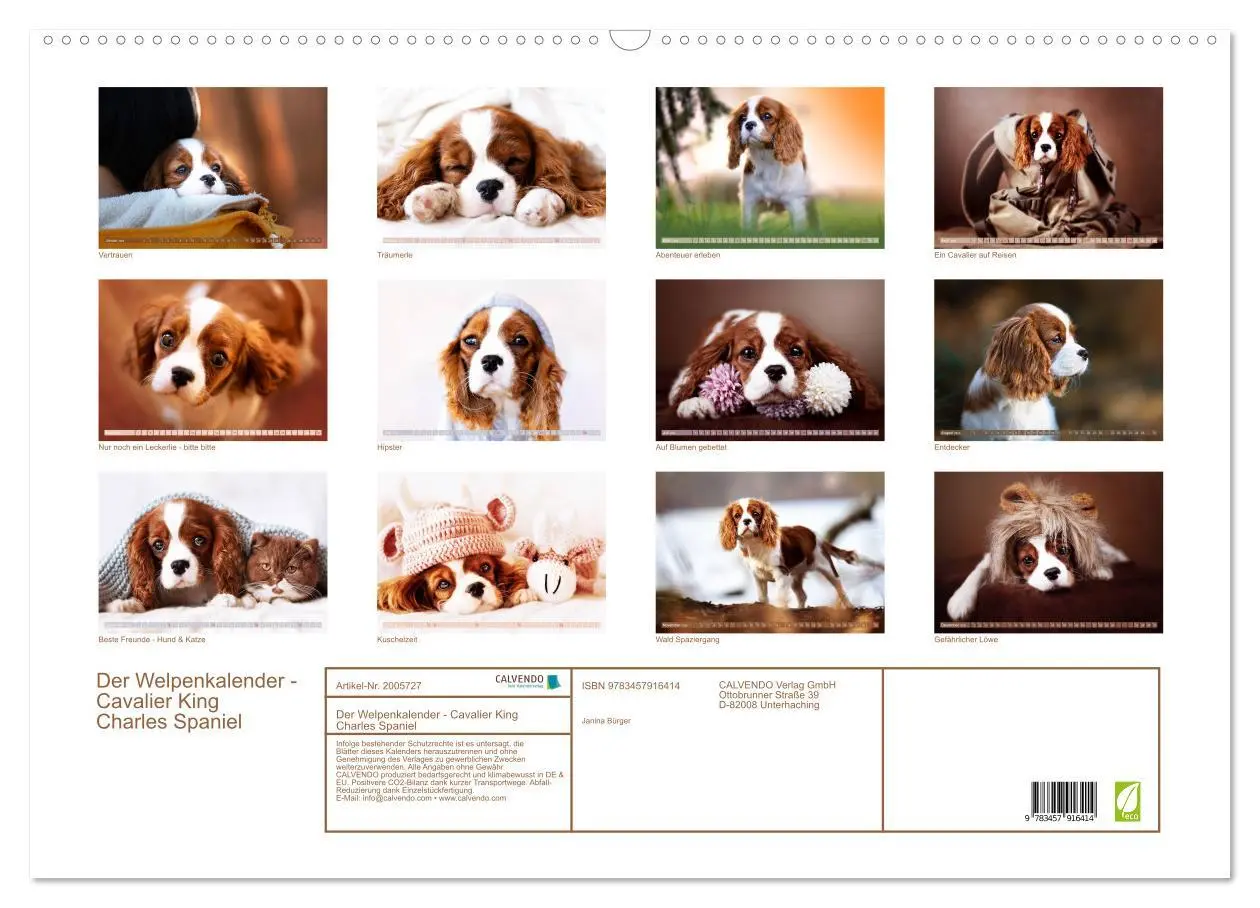 Bild: 9783457916414 | Der Welpenkalender - Cavalier King Charles Spaniel (Wandkalender...