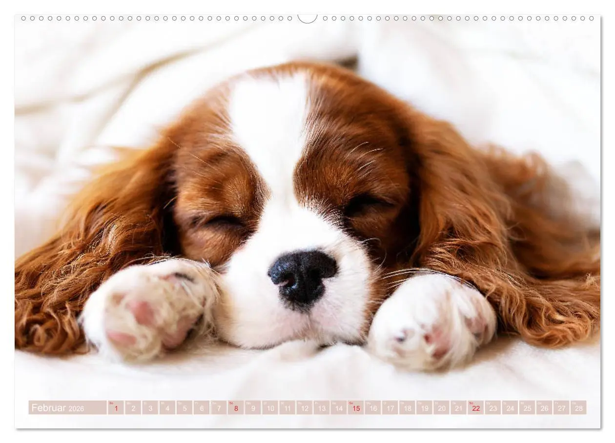 Bild: 9783457916414 | Der Welpenkalender - Cavalier King Charles Spaniel (Wandkalender...