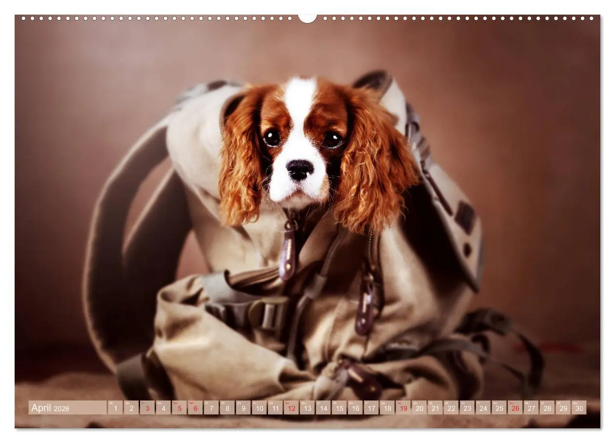 Bild: 9783457916414 | Der Welpenkalender - Cavalier King Charles Spaniel (Wandkalender...