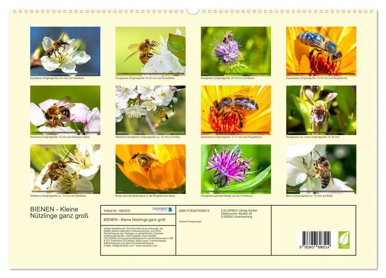 Bild: 9783457696514 | BIENEN - Kleine Nützlinge ganz groß (hochwertiger Premium...