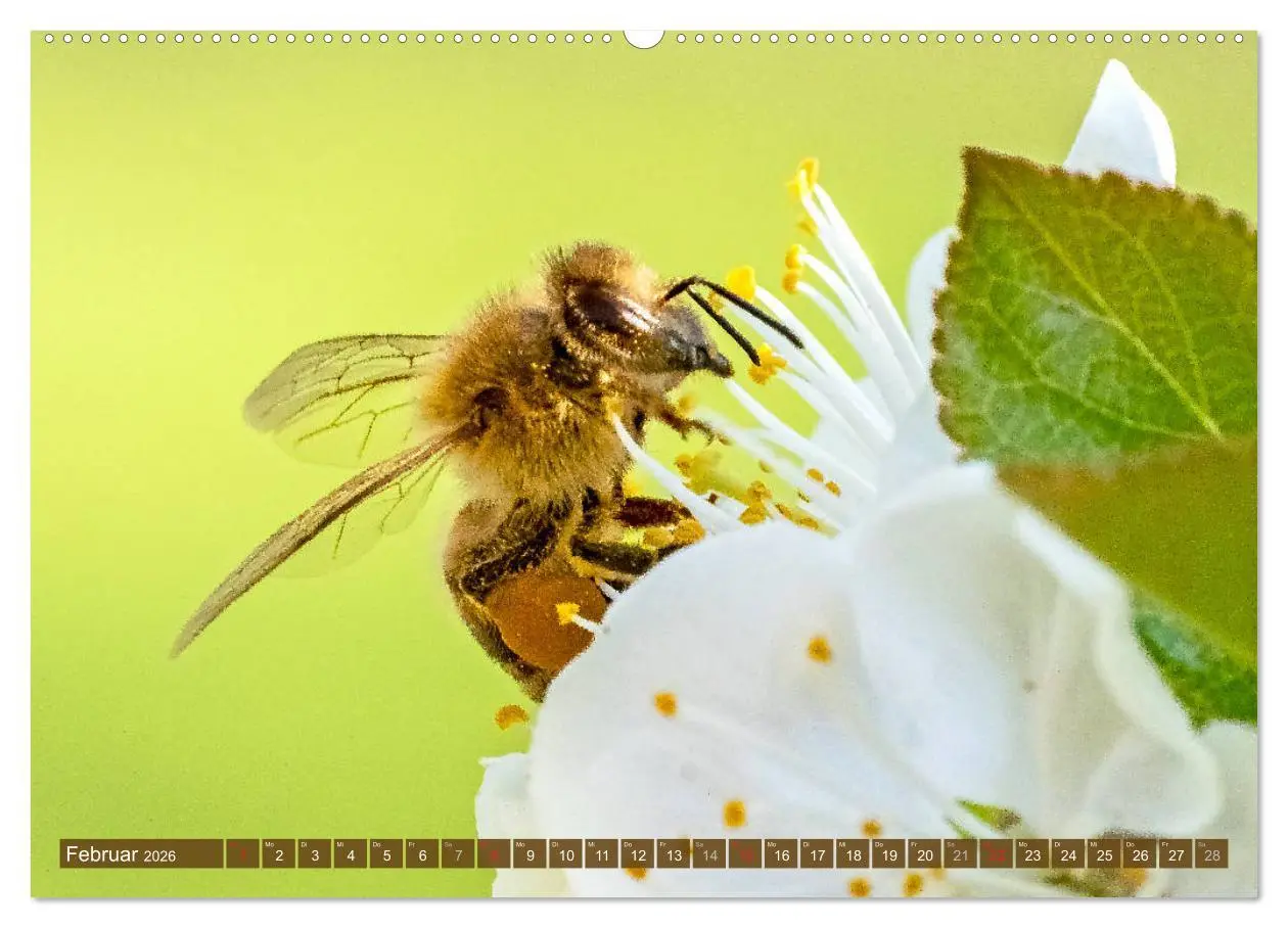 Bild: 9783457696514 | BIENEN - Kleine Nützlinge ganz groß (hochwertiger Premium...