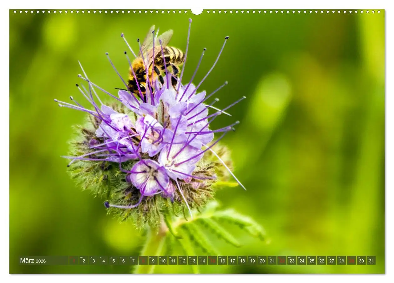Bild: 9783457696514 | BIENEN - Kleine Nützlinge ganz groß (hochwertiger Premium...