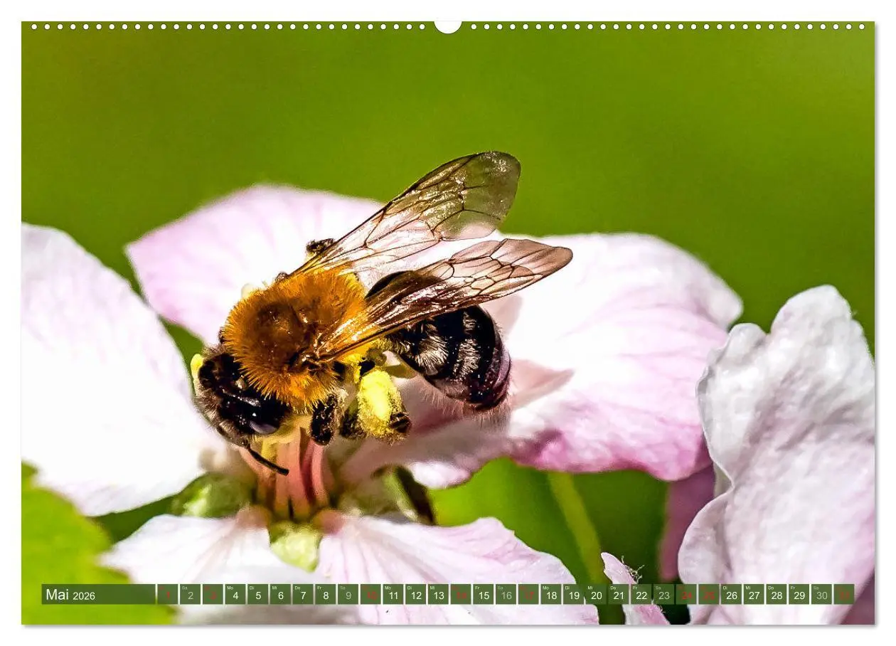 Bild: 9783457696514 | BIENEN - Kleine Nützlinge ganz groß (hochwertiger Premium...