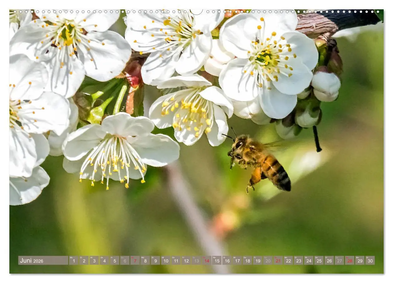 Bild: 9783457696514 | BIENEN - Kleine Nützlinge ganz groß (hochwertiger Premium...