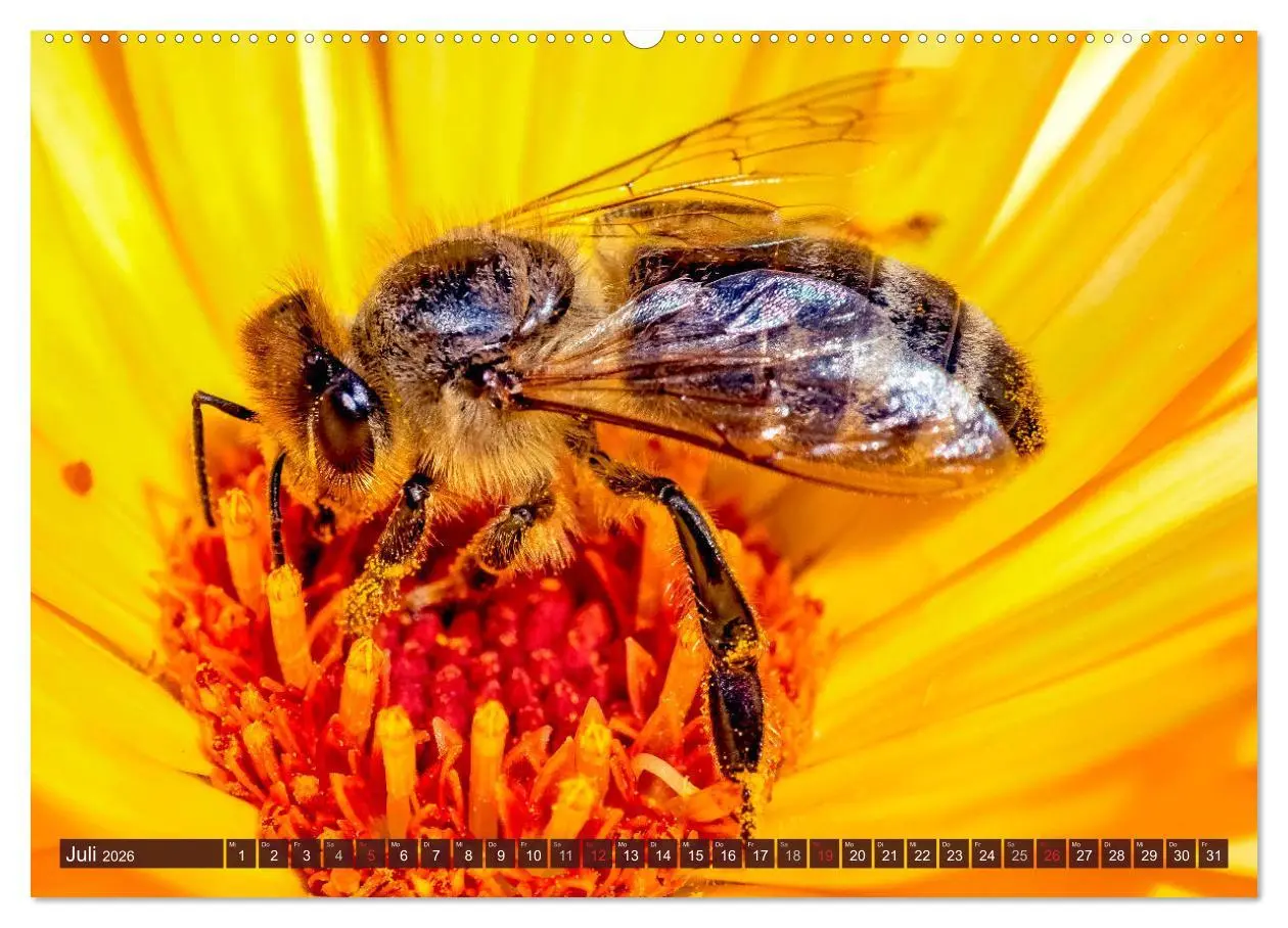 Bild: 9783457696514 | BIENEN - Kleine Nützlinge ganz groß (hochwertiger Premium...